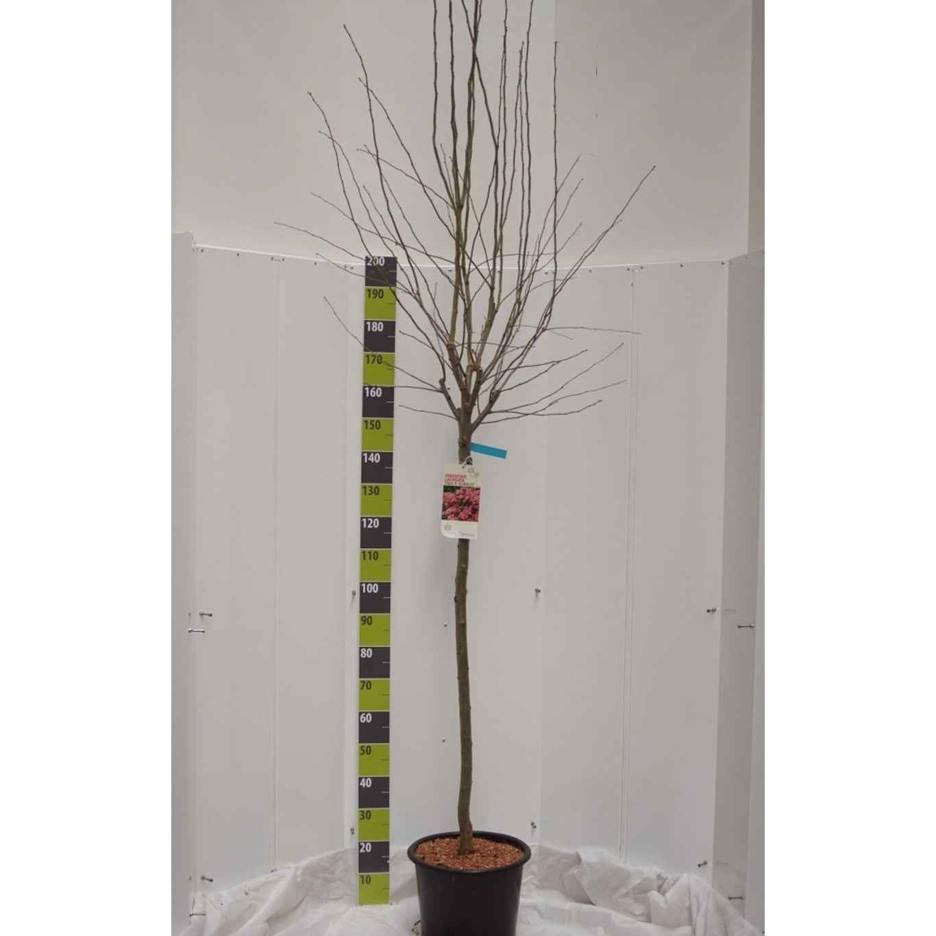 Röd hagtorn – Crataegus laevigata 'Paul's Scarlet' - 120 CM Stem C20